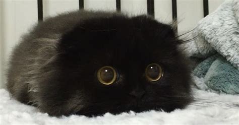 oversized cat eye|fluffy cats with big eyes.